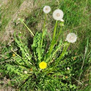 Photographie n°2337294 du taxon Taraxacum officinale F.H.Wigg. [1780]