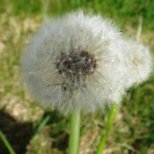 Photographie n°2337296 du taxon Taraxacum officinale F.H.Wigg. [1780]