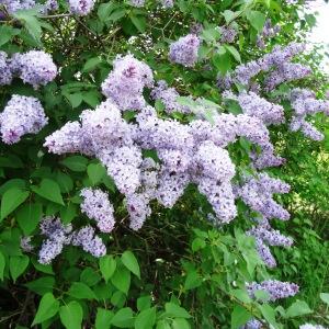  - Syringa vulgaris L. [1753]