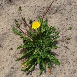 Photographie n°2337313 du taxon Taraxacum officinale F.H.Wigg. [1780]