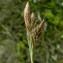  Jean-Claude Bouzat - Carex caryophyllea Latourr. [1785]