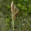  Jean-Claude Bouzat - Carex caryophyllea Latourr. [1785]