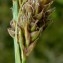  Jean-Claude Bouzat - Carex caryophyllea Latourr. [1785]