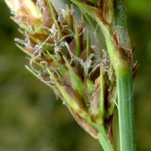  - Carex caryophyllea Latourr. [1785]