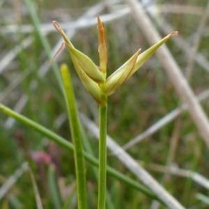 Photographie n°2337383 du taxon Carex pauciflora Lightf. [1777]
