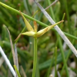 Photographie n°2337384 du taxon Carex pauciflora Lightf. [1777]