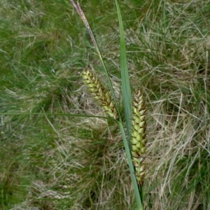 Photographie n°2337430 du taxon Carex vesicaria L. [1753]