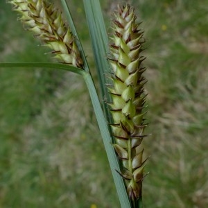 Photographie n°2337433 du taxon Carex vesicaria L. [1753]