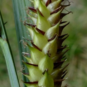 Photographie n°2337434 du taxon Carex vesicaria L. [1753]