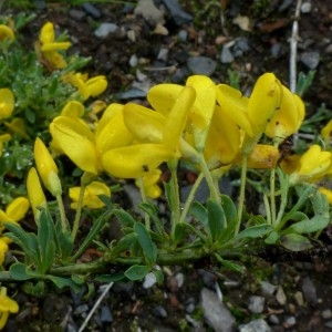 Photographie n°2337443 du taxon Cytisus decumbens (Durande) Spach [1845]