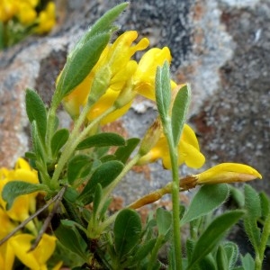 Photographie n°2337448 du taxon Cytisus decumbens (Durande) Spach [1845]