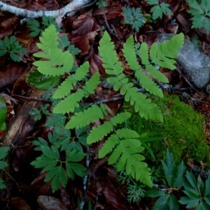 Photographie n°2337460 du taxon Gymnocarpium dryopteris (L.) Newman [1851]