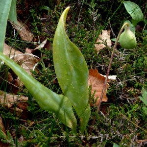 Photographie n°2337466 du taxon Erythronium dens-canis L.