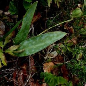 Photographie n°2337470 du taxon Erythronium dens-canis L.