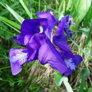 Photographie n°2337506 du taxon Iris pumila L. [1753]