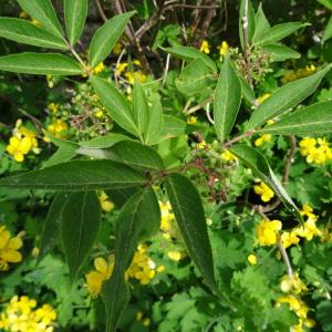 Photographie n°2337510 du taxon Sambucus racemosa L. [1753]