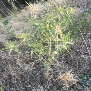 Photographie n°2337597 du taxon Carlina corymbosa L. [1753]