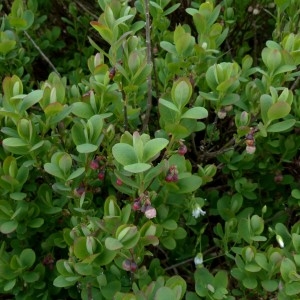 Photographie n°2337661 du taxon Vaccinium uliginosum subsp. microphyllum (Lange) Tolm. [1936]