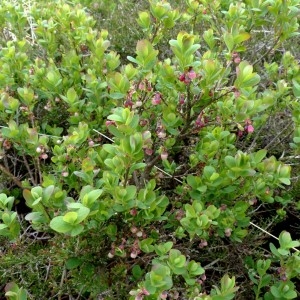 Photographie n°2337662 du taxon Vaccinium uliginosum subsp. microphyllum (Lange) Tolm. [1936]