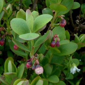 Photographie n°2337663 du taxon Vaccinium uliginosum subsp. microphyllum (Lange) Tolm. [1936]