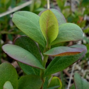  - Vaccinium uliginosum subsp. microphyllum (Lange) Tolm. [1936]