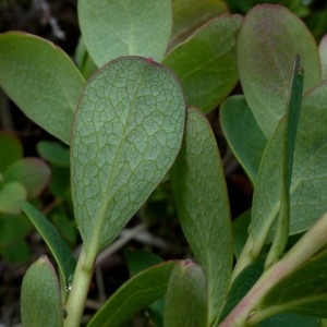  - Vaccinium uliginosum subsp. microphyllum (Lange) Tolm. [1936]