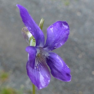 Photographie n°2337667 du taxon Viola riviniana Rchb. [1823]