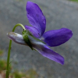 Photographie n°2337668 du taxon Viola riviniana Rchb. [1823]