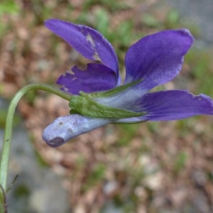 Photographie n°2337669 du taxon Viola riviniana Rchb. [1823]