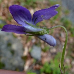 Photographie n°2337670 du taxon Viola riviniana Rchb. [1823]