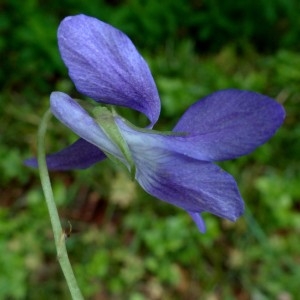 Photographie n°2337672 du taxon Viola riviniana Rchb. [1823]