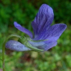 Photographie n°2337673 du taxon Viola riviniana Rchb. [1823]