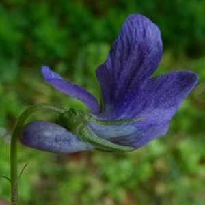 Photographie n°2337674 du taxon Viola riviniana Rchb. [1823]