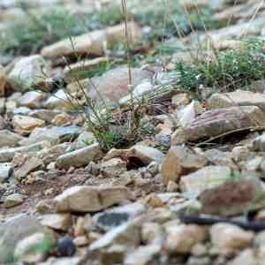 Photographie n°2337685 du taxon Asperula cynanchica L. [1753]