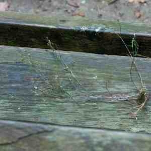 Photographie n°2337686 du taxon Asperula cynanchica L. [1753]