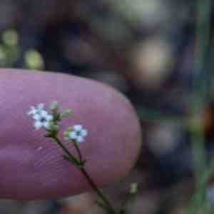 Photographie n°2337687 du taxon Asperula cynanchica L. [1753]