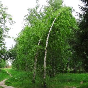  - Betula pendula Roth [1788]