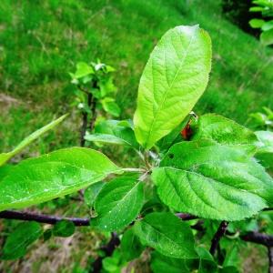 Photographie n°2337728 du taxon Malus domestica Borkh. [1803]