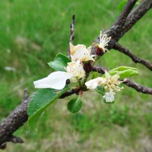 Photographie n°2337730 du taxon Malus domestica Borkh. [1803]