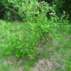 Photographie n°2337732 du taxon Salix bicolor Willd. [1796]