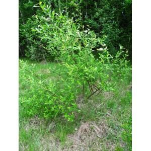 Salix bicolor Willd. (Saule bicolore)