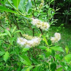 Photographie n°2337733 du taxon Salix bicolor Willd. [1796]