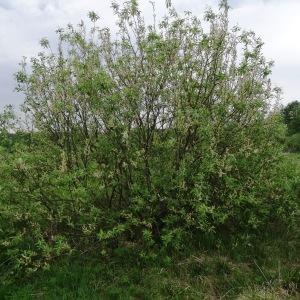 Photographie n°2337738 du taxon Salix bicolor Willd. [1796]