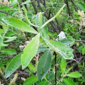 Photographie n°2337739 du taxon Salix bicolor Willd. [1796]