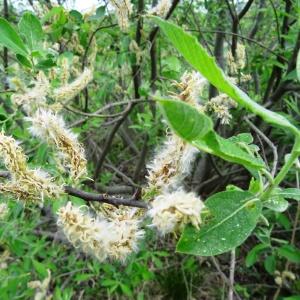 Photographie n°2337740 du taxon Salix bicolor Willd. [1796]