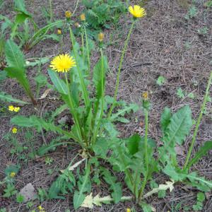 Photographie n°2337744 du taxon Taraxacum officinale F.H.Wigg. [1780]