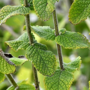 Photographie n°2337828 du taxon Mentha suaveolens Ehrh.