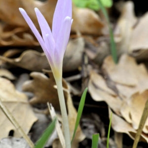  - Colchicum autumnale L.