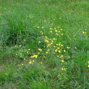 Photographie n°2337858 du taxon Ranunculus acris L. [1753]