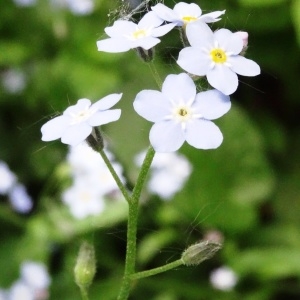 Photographie n°2337863 du taxon Myosotis nemorosa Besser [1821]